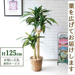 tFCNO[ }bT(K̖) H125cm t / lHϗtA ϗtA tFCN  X  JX J ړ] j Mtg v[g  ZW fnEX ItBX 