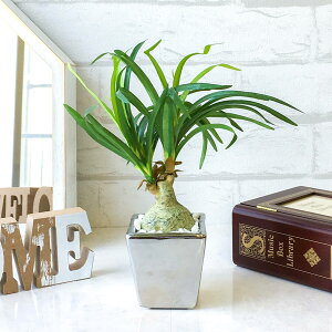 �t�F�C�N�O���[���|�b�g�m���i�yGLA-1176�z ����25cm ���픫 / �t�F�C�N�O���[�� �l�H�ϗt�A�� �C���e���A ��� ������� ���� �u���^ (PG046)