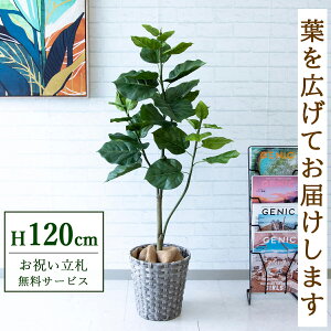 tFCNO[ Ex[^ H120cm t / lHϗtA ϗtA tFCN  X  JX J ړ] j Mtg v[g  ZW fnEX ItBX D