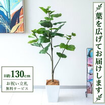 楽天市場】ウンベラータ130cmの通販