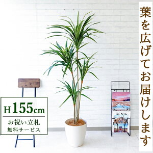フェイクグリーン ユッカ H約155cm 鉢付き / 人工観葉植物 観葉植物 フェイク 造花 店舗 装飾 開店 開業 移転 祝い ギフト プレゼント おしゃれ 住宅展示場 モデルハウス オフィス 立札無料 /PG07