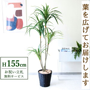 tFCNO[ bJ H155cm t / lHϗtA ϗtA tFCN  X  JX J ړ] j Mtg v[g  ZW fnEX ItBX D /PG07