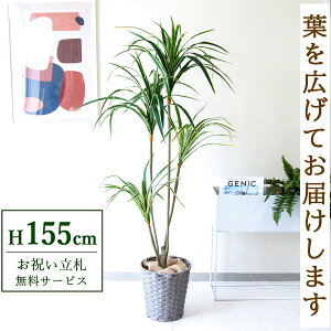 tFCNO[ bJ H155cm t / lHϗtA ϗtA tFCN  X  JX J ړ] j Mtg v[g  ZW fnEX ItBX D /PG07