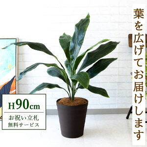 tFCNO[ n H90cm t / lHϗtA ϗtA tFCN  X  JX J ړ] j Mtg v[g  ZW fnEX ItBX D /PG083