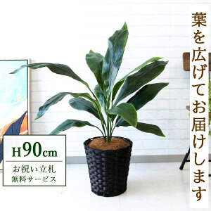 フェイクグリーン ハラン H約90cm 鉢付き / 人工観葉植物 観葉植物 フェイク 造花 店舗 装飾 開店 開業 移転 祝い ギフト プレゼント おしゃれ 住宅展示場 モデルハウス オフィス 立札無料 /PG083