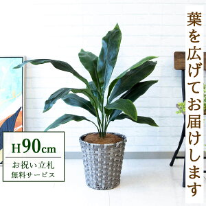 tFCNO[ n H90cm t / lHϗtA ϗtA tFCN  X  JX J ړ] j Mtg v[g  ZW fnEX ItBX D /PG083