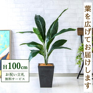 tFCNO[ n H100cm t / lHϗtA ϗtA tFCN  X  JX J ړ] j Mtg v[g  ZW fnEX ItBX D /PG08