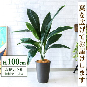 tFCNO[ n H100cm t / lHϗtA ϗtA tFCN  X  JX J ړ] j Mtg v[g  ZW fnEX ItBX D /PG08