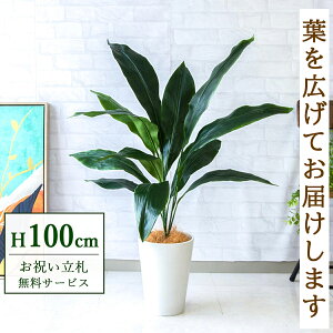 tFCNO[ n H100cm t / lHϗtA ϗtA tFCN  X  JX J ړ] j Mtg v[g  ZW fnEX ItBX D /PG08