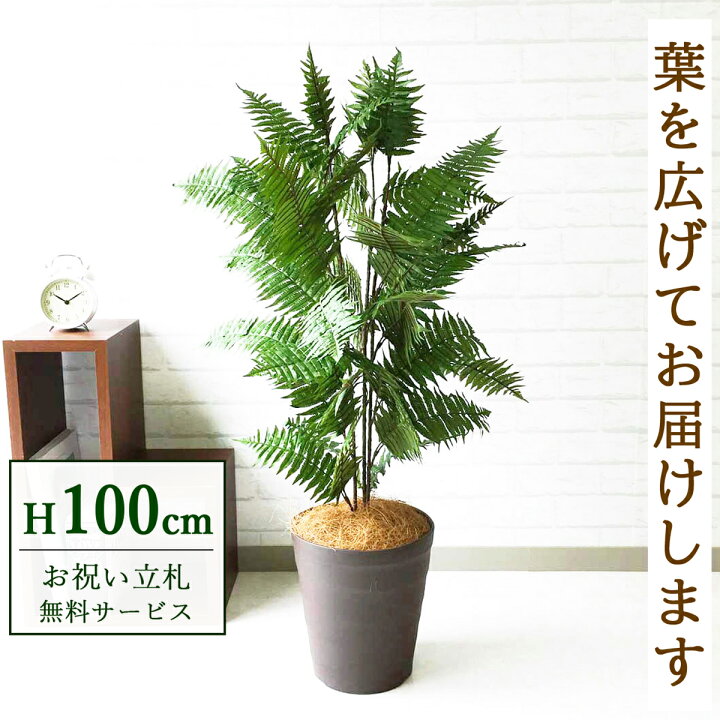 楽天市場 人工観葉植物 フェイクグリーン ハワイアンシダー H約100cm お祝い立札無料 観葉植物 フェイク おしゃれ アーティフィシャルグリーン 観葉樹木 人工樹木 インテリア 新築祝い 住宅展示場 オフィス 開業祝い Pg086 B240br ハワイアンシダー H約100cm