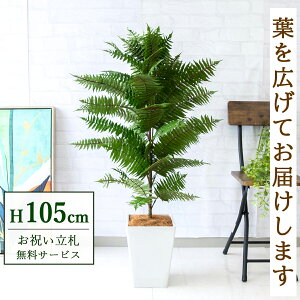 tFCNO[ nCAV_[ H105cm t / lHϗtA ϗtA tFCN  X  JX J ړ] j Mtg v[g  ZW fnEX ItBX 