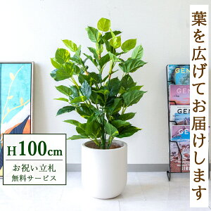 tFCNO[ tbV|gX H100cm t / lHϗtA ϗtA tFCN  X  JX J ړ] j Mtg v[g  ZW fnEX ItBX 