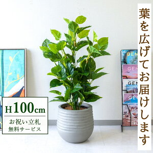 tFCNO[ tbV|gX H100cm t / lHϗtA ϗtA tFCN  X  JX J ړ] j Mtg v[g  ZW fnEX ItBX 