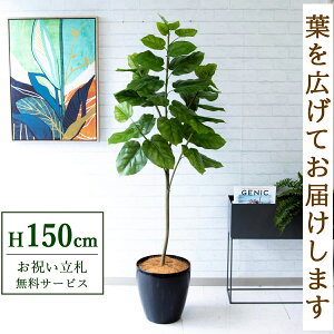 tFCNO[ Ex[^ H150cm t / lHϗtA ϗtA tFCN  X  JX J ړ] j Mtg v[g  ZW fnEX ItBX D