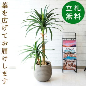 人工 観葉植物 フェイク グリーン ドラセナコンシナ H約120cm 店舗 装飾 開店 開業 移転 祝い ギフト プレゼント 住宅展示場 モデルハウス オフィス [お祝い立札無料]【PG014-J30 ドラセナコンシナ H約120cm/FRP鉢】