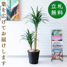 人工観葉植物 フェイクグリーン ドラセナコンシナ H約120cm [お祝い立札無料] 観葉植物 フェイク 造花 開店祝い 開業祝い お祝い おしゃれ インテリア 住宅展示場 店舗【PG014-MEL26DB ドラセナコンシナ H約120cm/バスケット鉢】