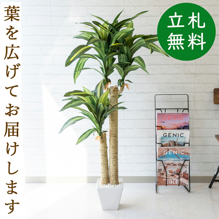 楽天市場 人工観葉植物 フェイクグリーン マッサン 幸福の木 H約125cm お祝い立札無料 観葉植物 フェイク おしゃれ アーティフィシャルグリーン 観葉樹木 人工樹木 インテリア フロアサイズ 住宅展示場 開業祝い まとめ買い Pg016 マッサン 幸福の木 H約125cm 陶器