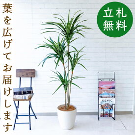 人工 観葉植物 フェイク グリーン ユッカ H約155cm 店舗 装飾 開店 開業 移転 祝い ギフト プレゼント 住宅展示場 モデルハウス オフィス [お祝い立札無料]【PG079-A265WH ユッカ H約155cm/ポリプロピレン鉢 】