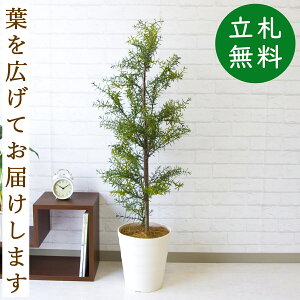 ローズマリー 観葉植物の人気商品 通販 価格比較 価格 Com ローズマリー 観葉植物の人気商品 通販 価格比較 価格 Com