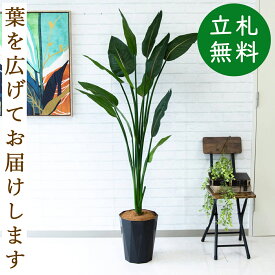 楽天市場 フェイクグリーン ストレチアの通販