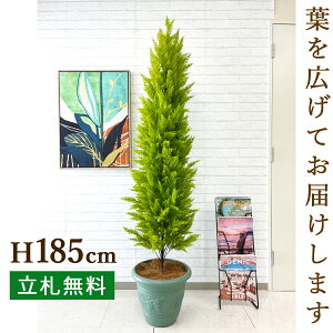 観葉植物 ゴールドクレスト 人工観葉植物の人気商品 通販 価格比較 価格 Com 観葉植物 ゴールドクレスト 人工観葉植物の人気商品 通販 価格比較 価格 Com