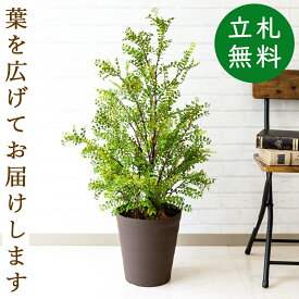 人工 観葉植物 フェイク グリーン シルクジャスミン H約95cm 店舗 装飾 開店 開業 移転 祝い ギフト プレゼント 住宅展示場 モデルハウス オフィス [お祝い立札無料]【PG141-B240BR シルクジャスミン H約95cm/ポリプロピレン鉢 】