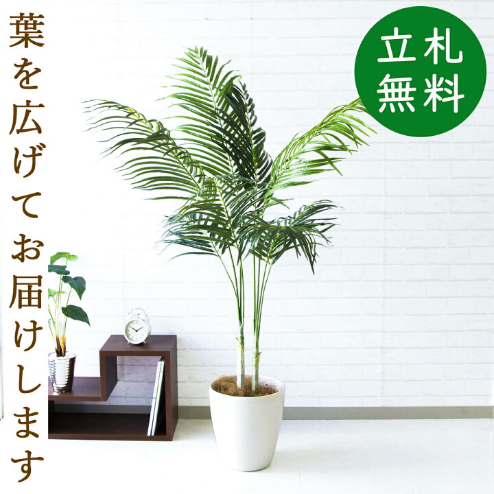 楽天市場 人工観葉植物 フェイクグリーン アレカパーム H約160cm お祝い立札無料 観葉植物 おしゃれ アーティフィシャルグリーン 観葉樹木 人工樹木 インテリア フロアサイズ 新築祝い 住宅展示場 開業祝い Pg165 65wh アレカパーム H約160cm ポリプロピレン鉢