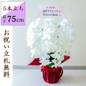  Ӓ/5{/(zCg)/H75cm/ԃbsO/ JXj J@j JƏj Vzj JX j A D v[g  AC h] i j Mtg ړ] ACyPK5