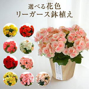 生花 カラー 鉢植えの人気商品 通販 価格比較 価格 Com