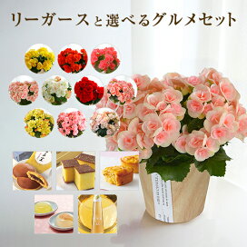 楽天市場 カテゴリで選ぶ 鉢花ギフト 花のギフト社onlineshop 楽天市場 カテゴリで選ぶ 鉢花ギフト 花のギフト社onlineshop