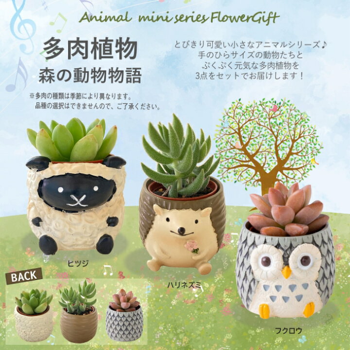 楽天市場 多肉植物 5種から選べる3鉢セットシリーズ 観葉植物 プレゼント 男 女 誕生日 お祝い フラワーギフト インテリア 雑貨 オシャレ かわいい 縁起物 誕生日プレゼント 花のギフト社onlineshop