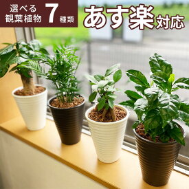 観葉植物 インテリア ガジュマル パキラ サンスベリア テーブルヤシ サンセベリア コーヒーの木 ディフェンバキア ガジュマルの木 ヤシの木 観葉 植物 鉢植え インテリアグリーン 誕生日 開店祝い お祝い プレゼント ギフト 小さい おしゃれ