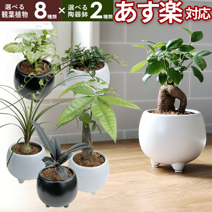 楽天市場 観葉植物 小さい 鉢 おしゃれ 鉢 白 小型 陶器 鉢 ポット ガジュマル ミニ 鉢 サンスベリア 金のなる木 パキラ 多幸の木 サンセベリア トックリラン シンゴニウム フィカス バーガンディ 多肉植物 陶器 鉢植え インテリア グリーン誕生日 お祝い プレゼントミニ