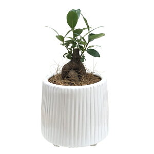 ガジュマル 観葉植物 3号 鉢植え ミニ多幸の木 ガジュマルの木 陶器 鉢カバー 観葉 小さい かわいい おしゃれ 花のギフト社