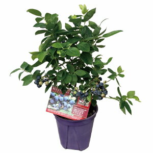 ブルーベリー 鉢植え 生花の人気商品 通販 価格比較 価格 Com