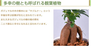 楽天市場 あす楽 14時まで ガジュマル 多幸の木 陶器 鉢植え 観葉植物 インテリア グリーン 誕生日 お祝い プレゼント 花のギフト社onlineshop