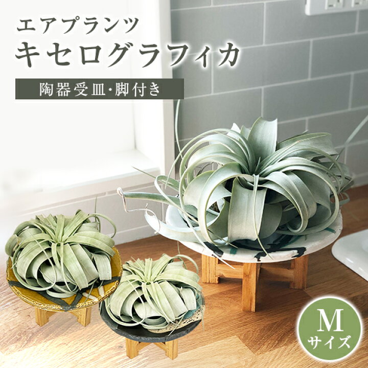 楽天市場 エアプランツ キセログラフィカ M 皿付 おしゃれ 観葉植物 送料無料 インテリア グリーン フラワーギフト 置くだけ 飾れる 簡単 お祝い プレゼント ナチュラル 陶器皿 信楽焼 花のギフト社onlineshop