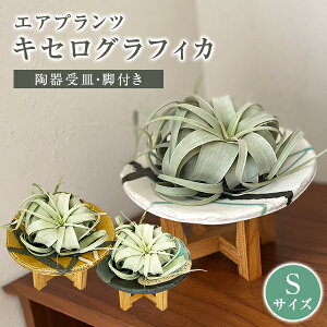 エアプランツ ギフトの人気商品 通販 価格比較 価格 Com エアプランツ ギフトの人気商品 通販 価格比較 価格 Com