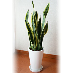 zB 14Y ϗtA TXxA 6 ̂Ȃ K̖ TZxA Ղ̔ A  CeA O[ t[Mtg a j v[g