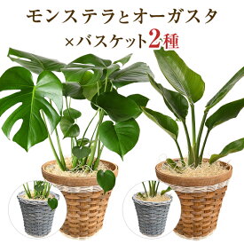 モンステラ 観葉植物 大型 鉢 おしゃれ 6号鉢 オーガスタ 鉢植え インテリア 開店祝い 移転祝い 新築祝い 誕生日 花 室内 ギフト プレゼント モダン アジアン あす楽 送料無料