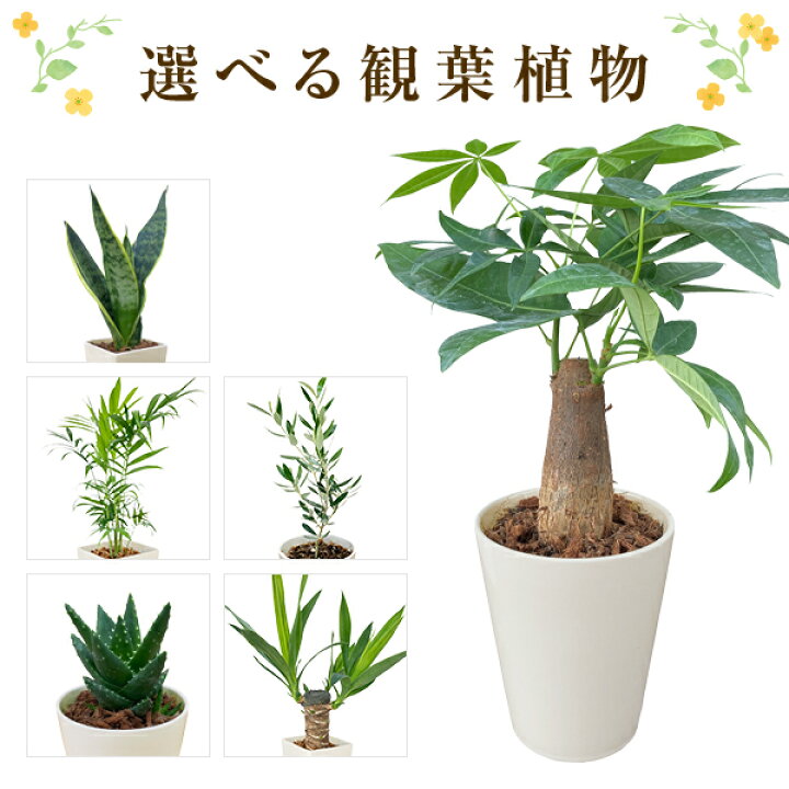 楽天市場 あす楽 14時まで 観葉植物 ミニ 観葉 小さい おしゃれ ミニ観葉植物 パキラ オリーブ サンスベリア ユッカ テーブルヤシ サンセベリア アロエ 発財樹 オリーブの木 虎の尾 青年の木 ヤシ 陶器 鉢植え 植物 置物 ミニ観葉 インテリアグリーン 縁起物 誕生日