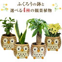 翌日配達 14時〆 ふくろう プレゼント 花 ギフト 鉢植え 花鉢 鉢花 生花 フクロウ 置物 梟 観葉植物 小さい ガジュマル パキラ サンスベリア ミニ カランコエ ミニ観葉植物 鉢植え 花鉢 鉢花 ガジュマルの木 虎の尾 シクラメン