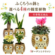 当日発送14時〆 ふくろう 観葉植物 ギフト 鉢植え 花鉢 鉢花 プレゼント 花 生花 フクロウ 置物 梟 小さ…