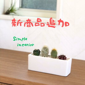 当日発送17時〆 サボテン ミニサボテン インテリア　多肉植物 誕生日 恋人 プレゼント 寄せ植え さぼてん おまかせ 4種類 トイレ 観葉植物 ギフト 雑貨 歳暮