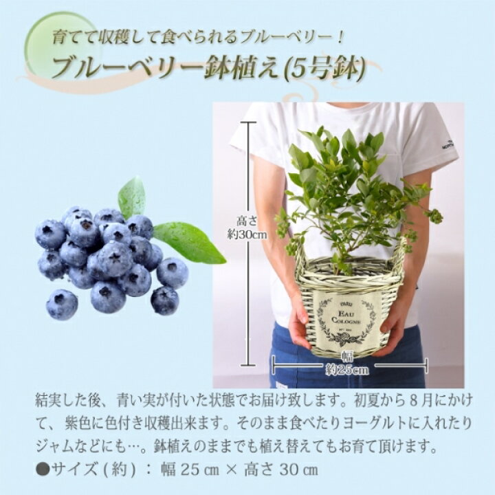 楽天市場 あす楽 ブルーベリー 苗木 鉢植え 苗 実付 東北 関西 送料無料 果樹 誕生日 フラワーギフト プレゼント ブルーベリー鉢植え ブルーベリー の木 鉢花 花鉢 中元 花のギフト社onlineshop