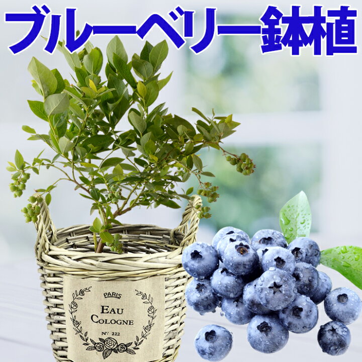 楽天市場 あす楽 ブルーベリー 苗木 鉢植え 苗 実付 東北 関西 送料無料 果樹 誕生日 フラワーギフト プレゼント ブルーベリー鉢植え ブルーベリー の木 鉢花 花鉢 中元 花のギフト社onlineshop