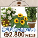 【ポイント5倍!】父の日 ギフト 選べる季節の花鉢5号鉢 鉢植え ひまわり ほおずき ガーデニア 父の日ギフト プレゼント 送料無料