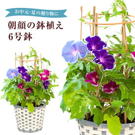 楽天市場 花鉢 ギフトの通販