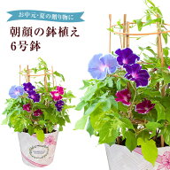【ポイント5倍！7/10まで】 当日発送17時〆 朝顔 鉢植え あさがお アサガオ 送料無料 6号 鉢 日本朝顔 マ…