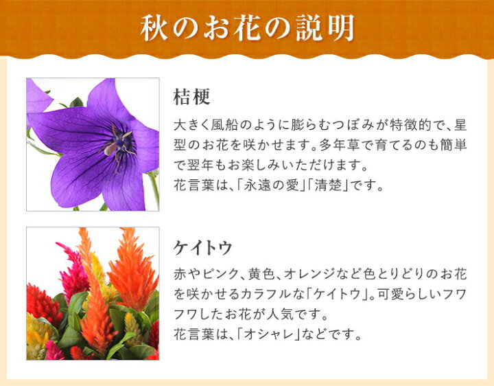 楽天市場 まだ間に合う あす楽 敬老の日 ギフト プレゼント 花 鉢植え 花鉢 鉢花 生花 敬老 メッセージカード付き 桔梗 ケイトウ ふくろう はな 孫 フラワーギフト 東北 関西 送料無料 花のギフト社 花のギフト社onlineshop